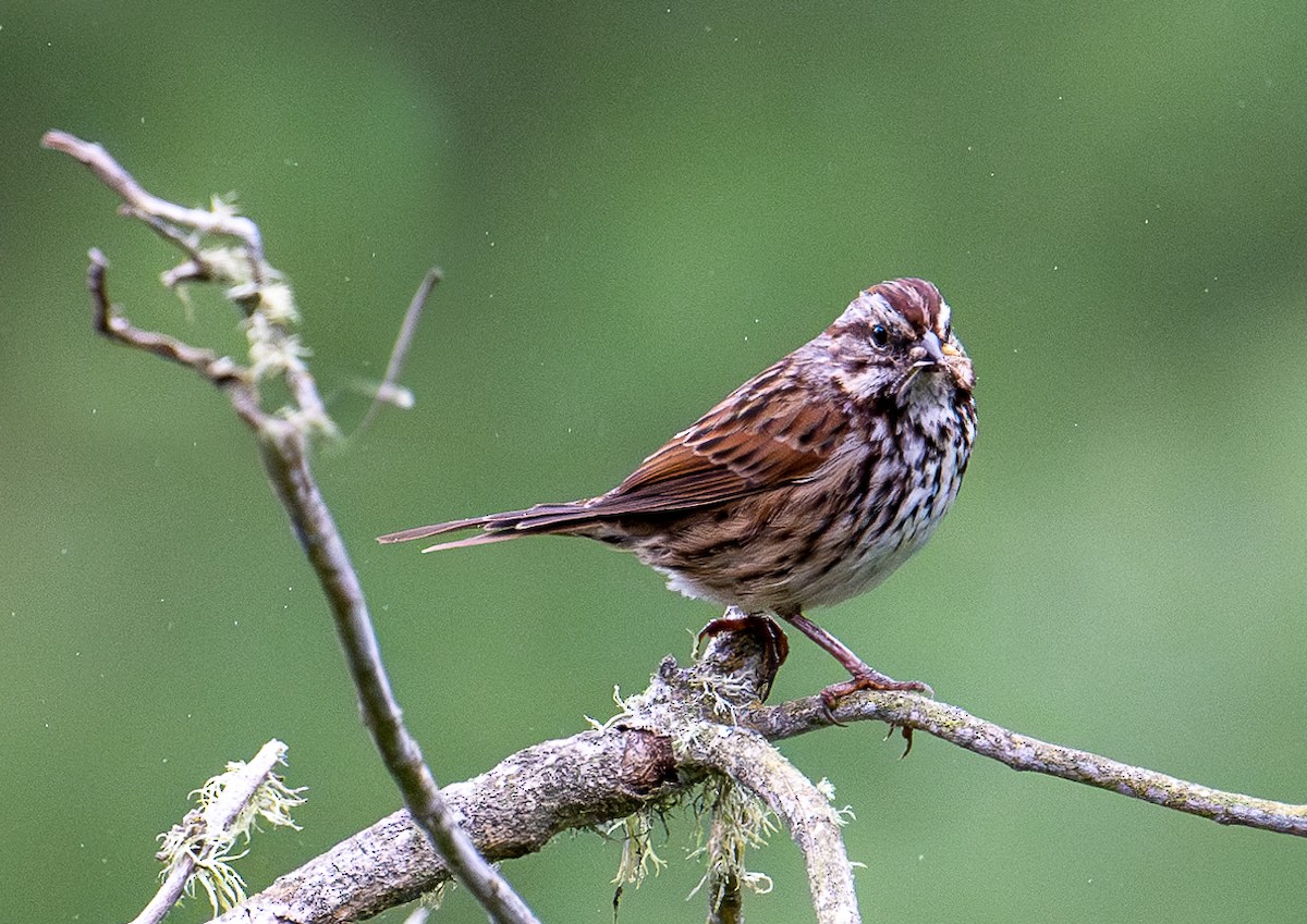 Song Sparrow - francesca pastine