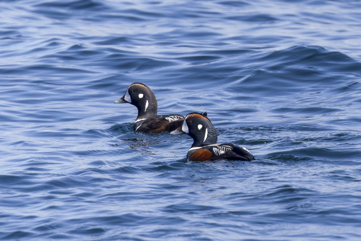 Harlequin Duck - Eric Ellingson