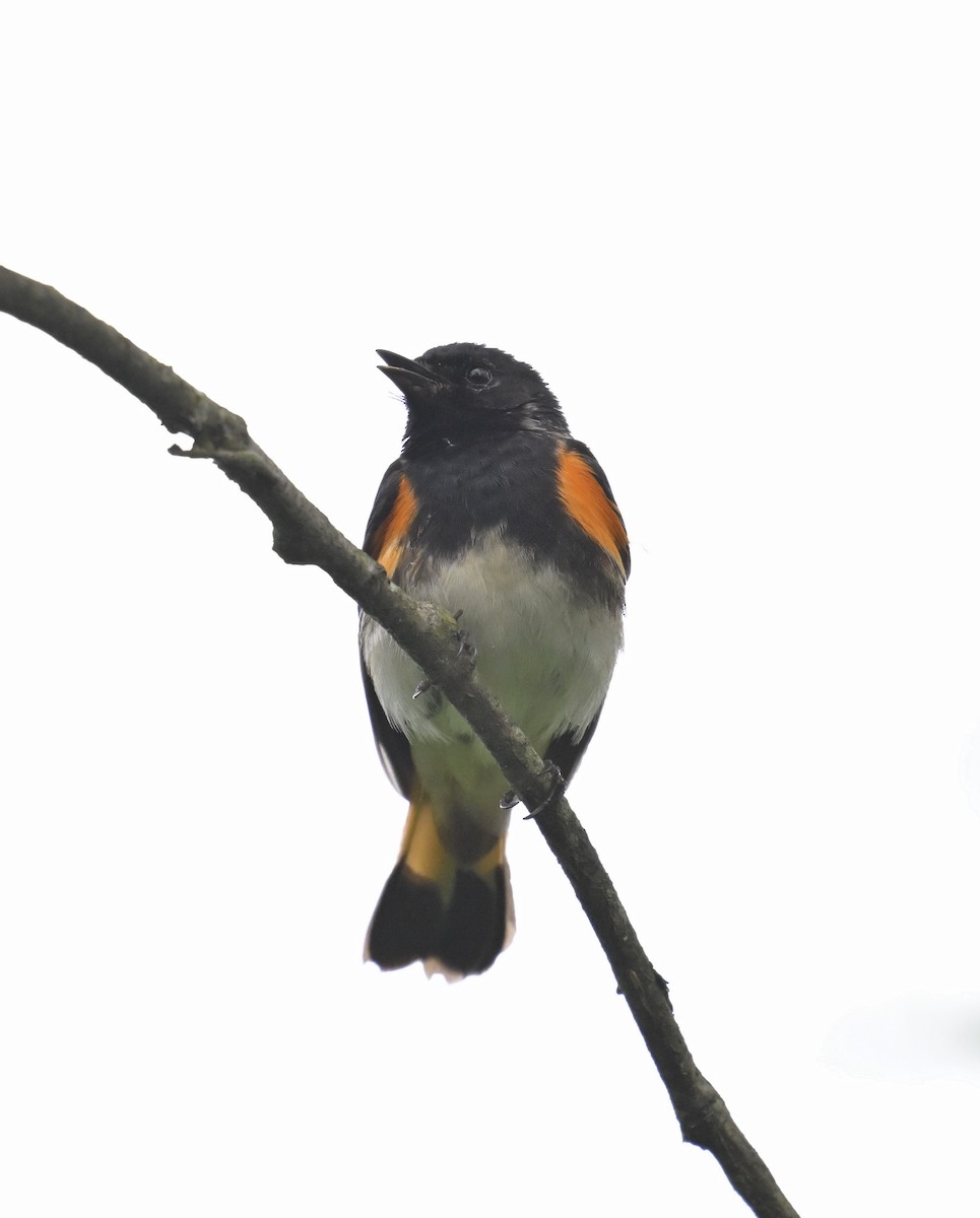 American Redstart - Eric Titcomb