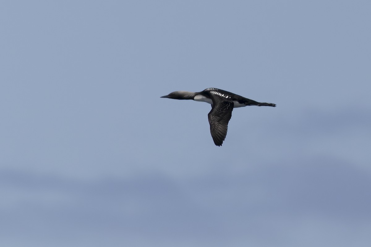 Pacific Loon - Eric Ellingson