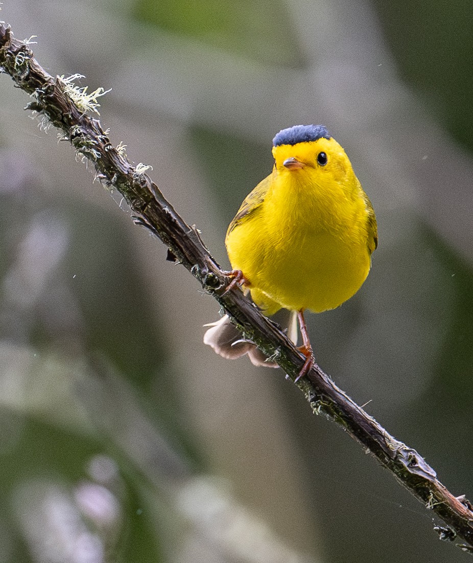 Wilson's Warbler - francesca pastine