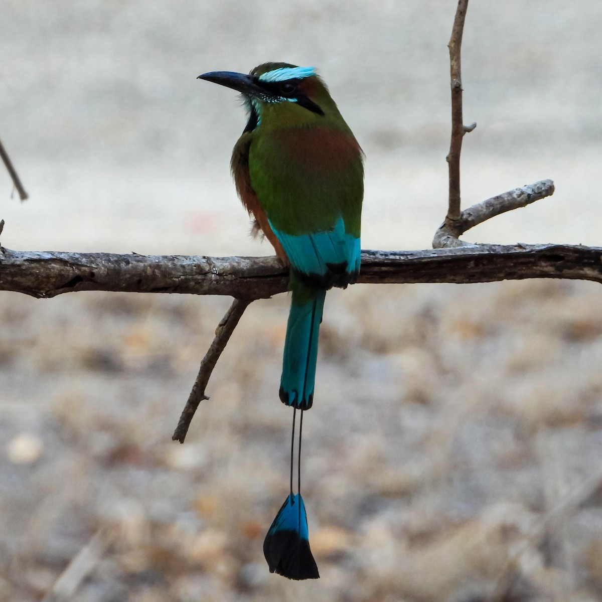 Turquoise-browed Motmot - Consuelo Hernandez Garcia