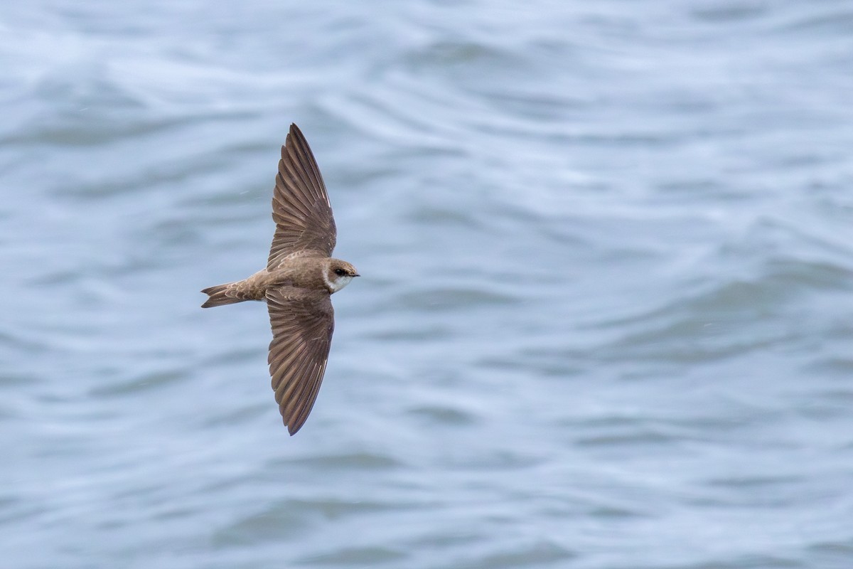 Northern Rough-winged Swallow - Rain Saulnier