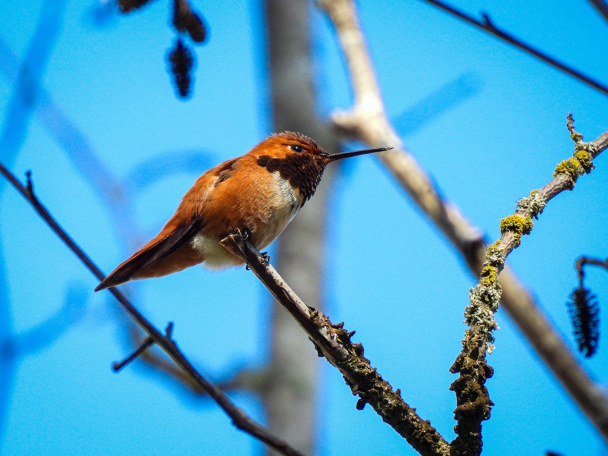 Rufous Hummingbird - ML619513590