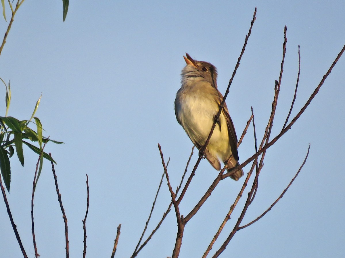 Willow Flycatcher - Thomas Schultz