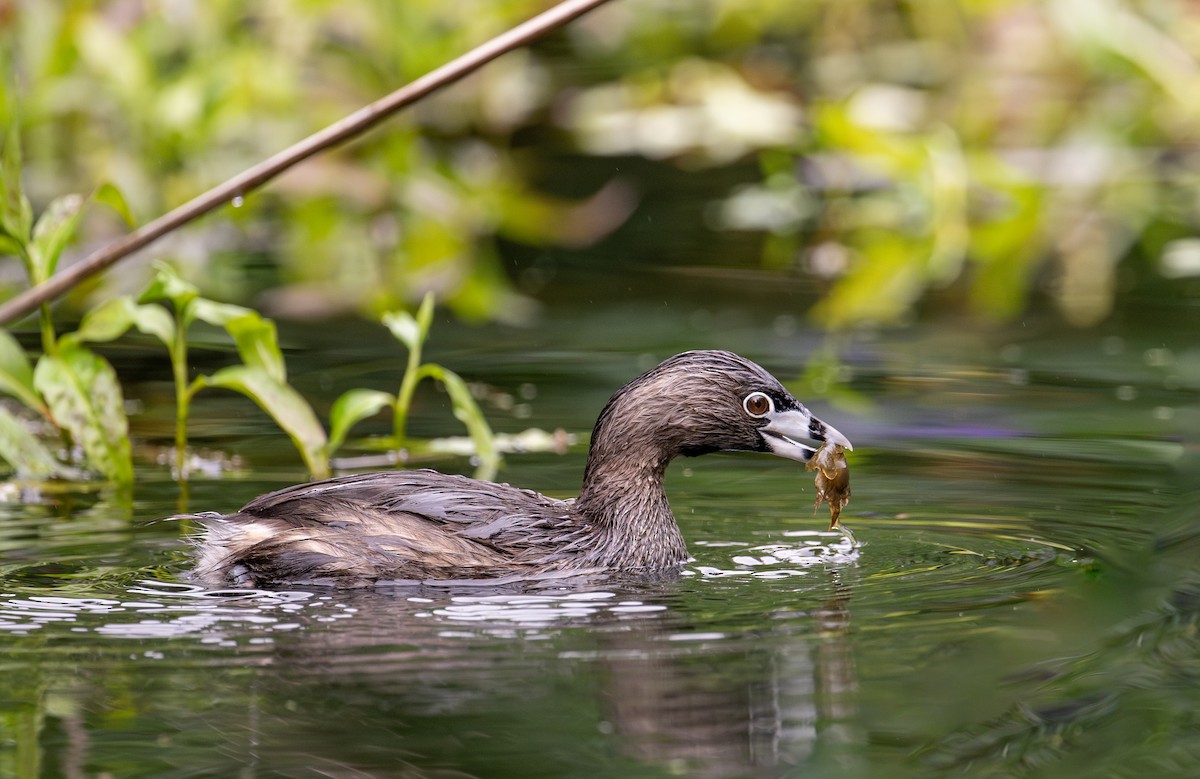 Pied-billed Grebe - francesca pastine