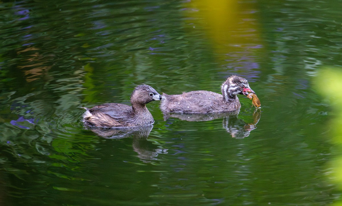 Pied-billed Grebe - francesca pastine