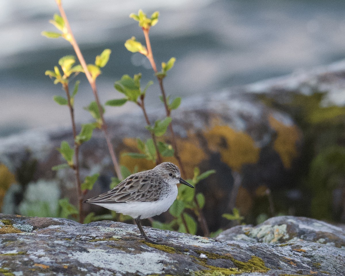 Semipalmated Sandpiper - Larry Waddell