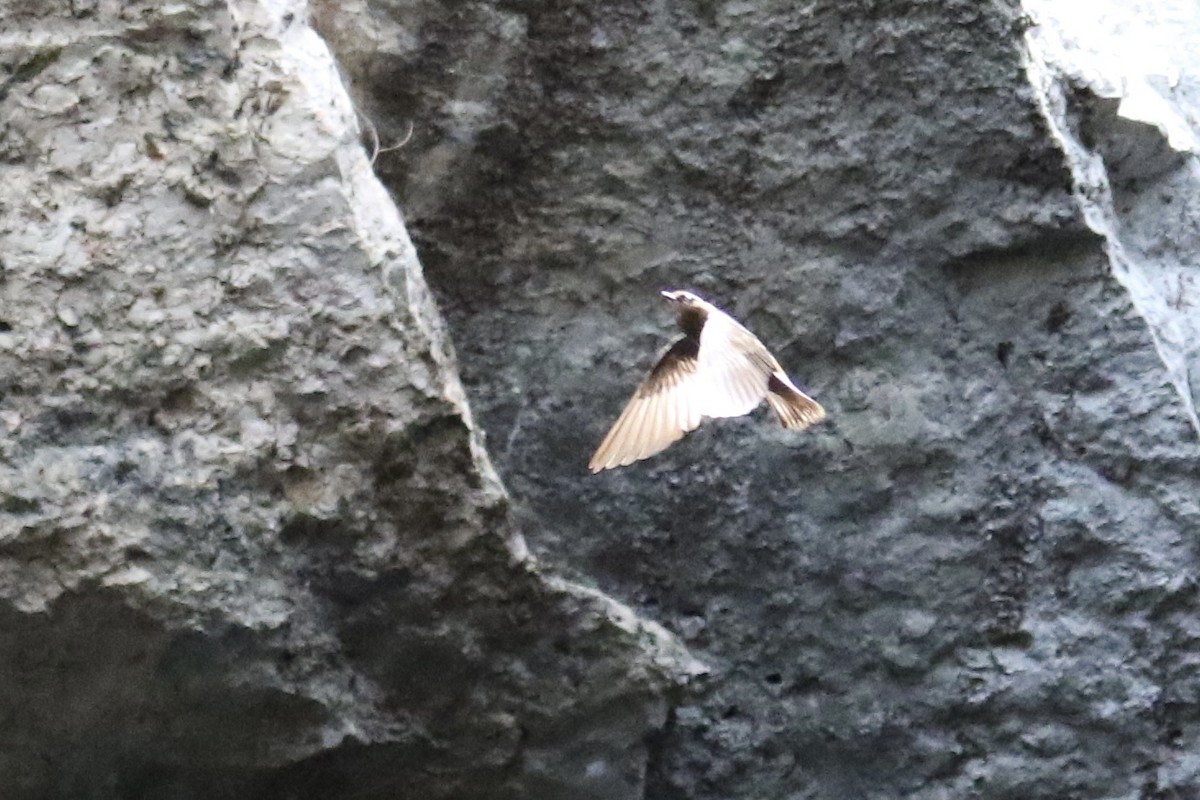 Cave Swallow - Andy M