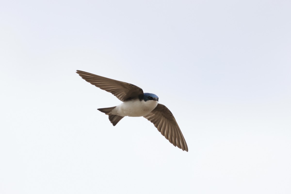 Tree Swallow - Jeff O’Neil