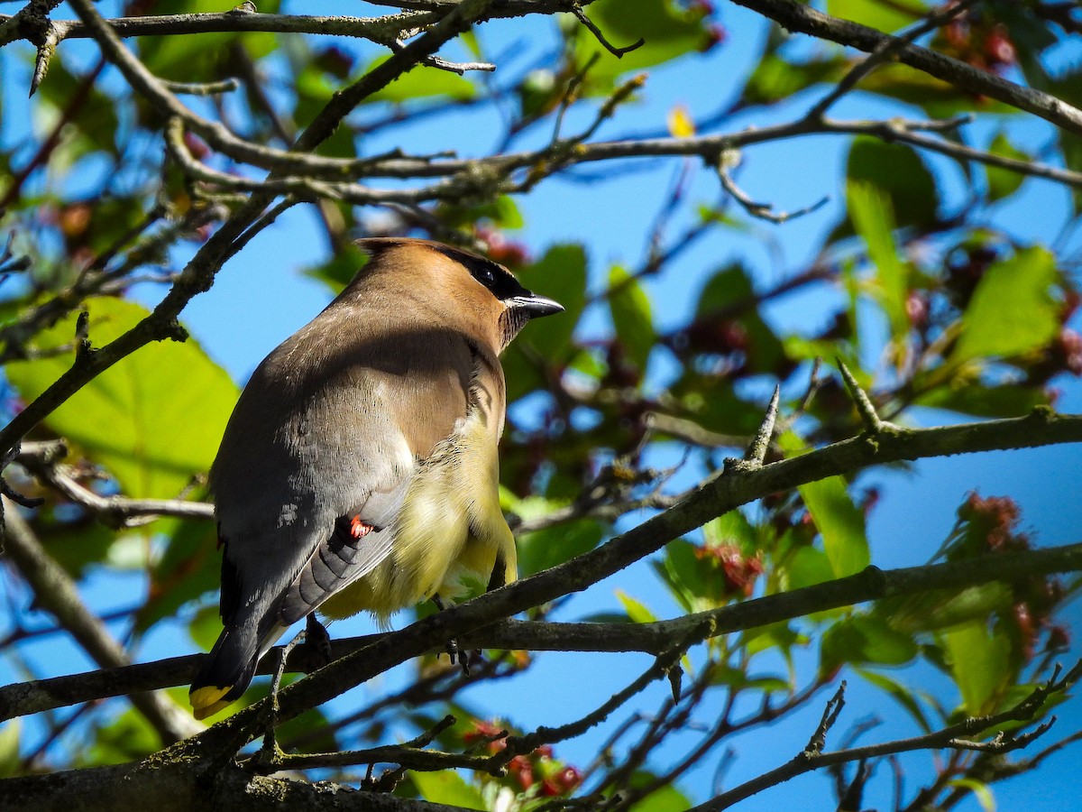 Cedar Waxwing - Tylor Callahan