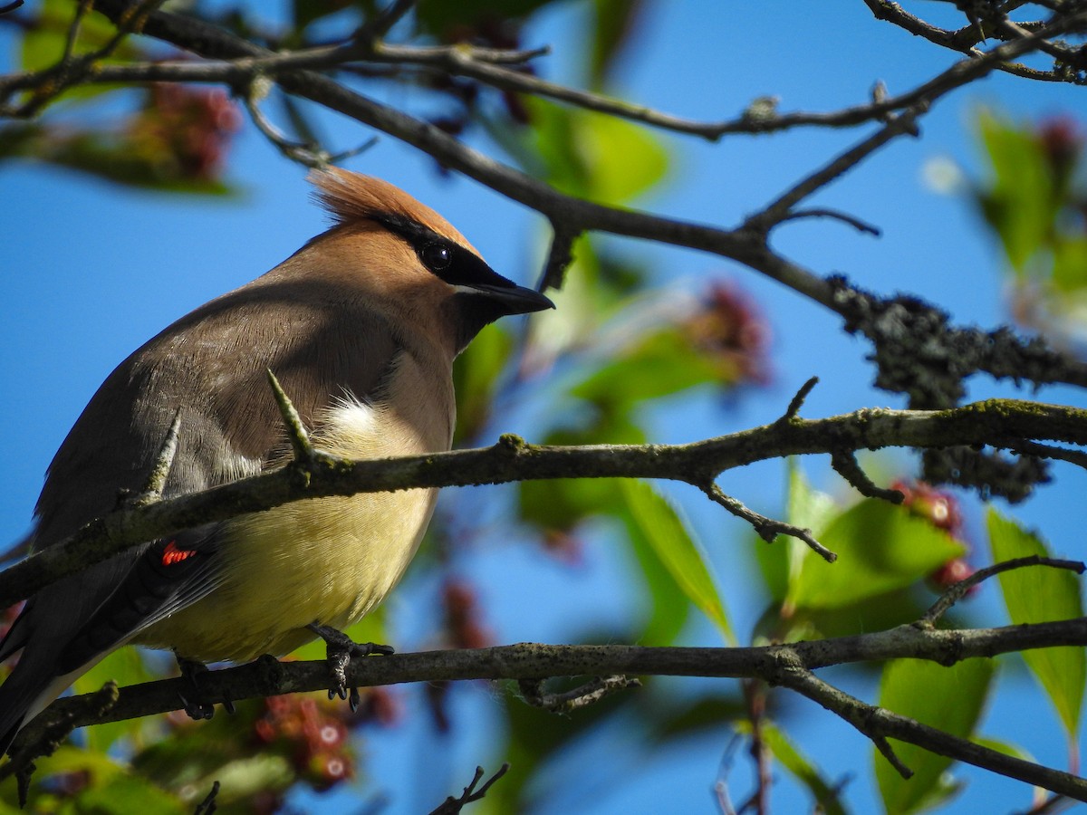 Cedar Waxwing - ML619513627