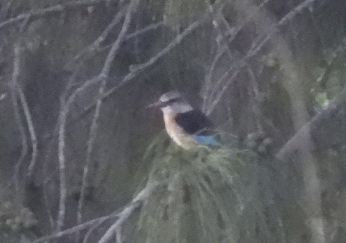 Brown-hooded Kingfisher - Suhei Castro