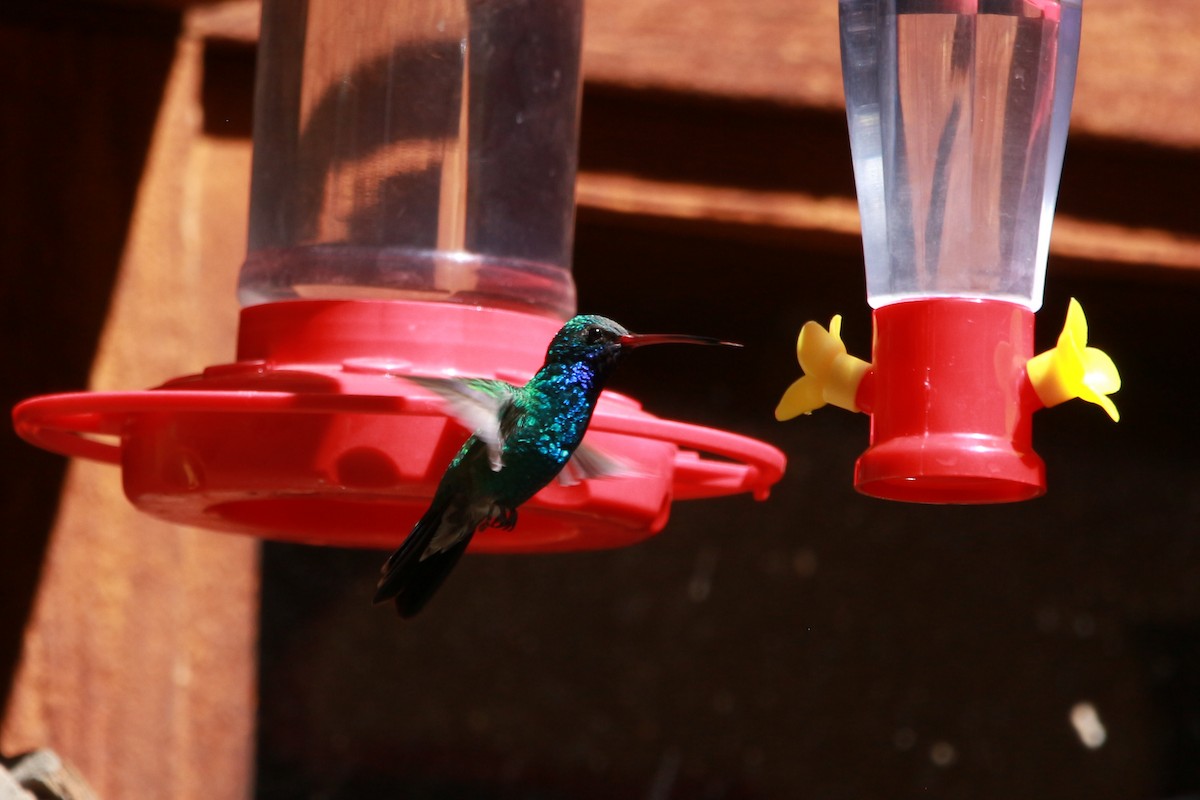 Broad-billed Hummingbird - Jesse Pline