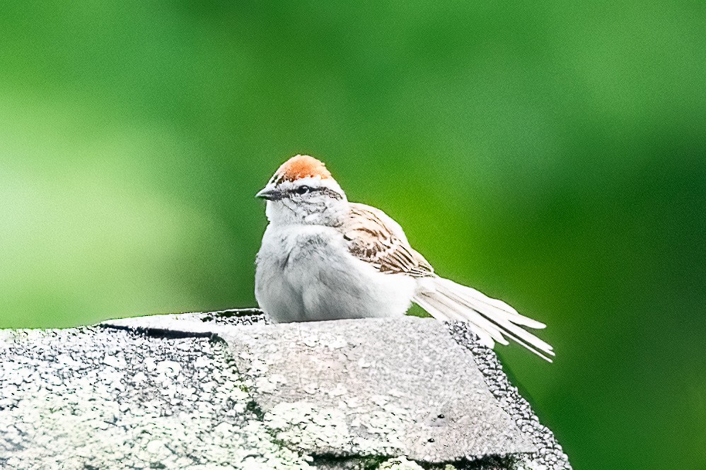 Chipping Sparrow - Shori Velles