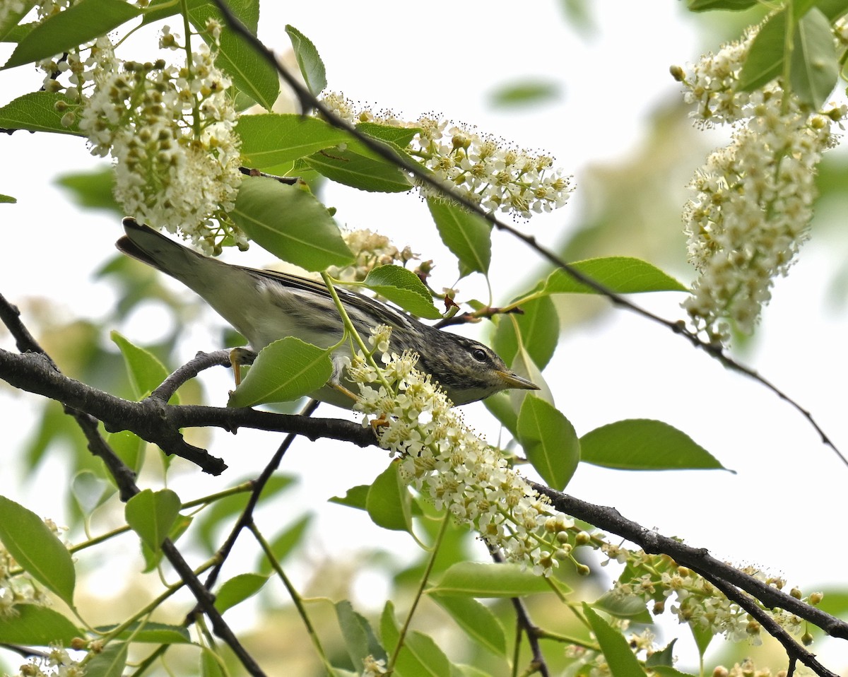 Blackpoll Warbler - Eric Titcomb