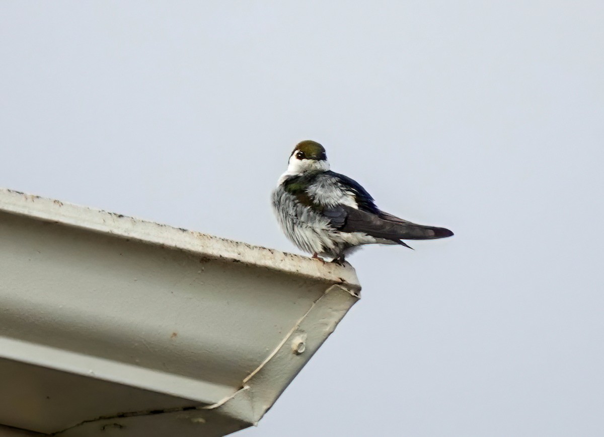 Violet-green Swallow - Pam Vercellone-Smith