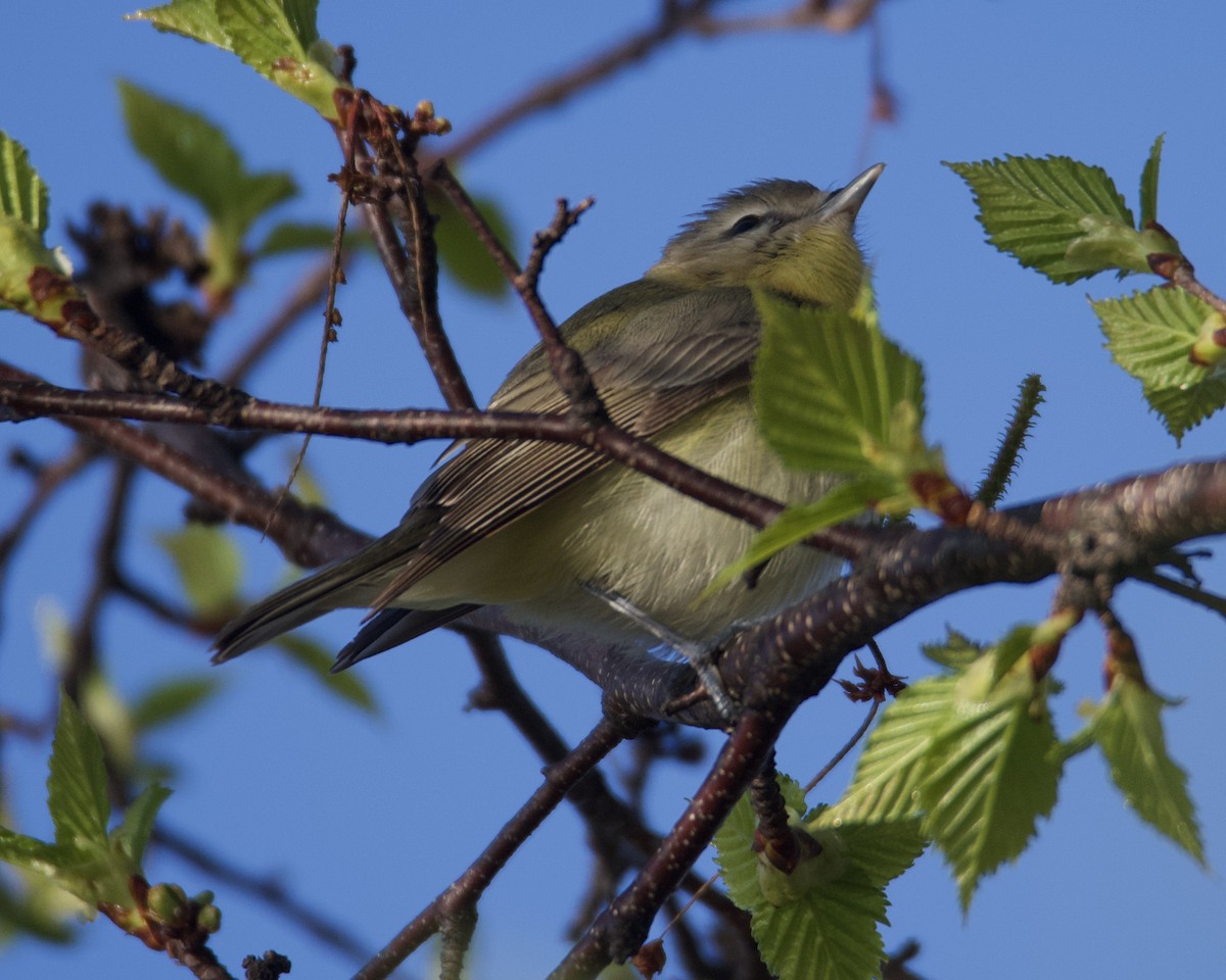 Tennessee Warbler - Larry Waddell