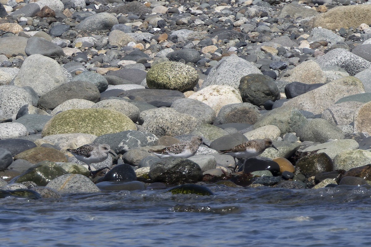 Sanderling - Eric Ellingson