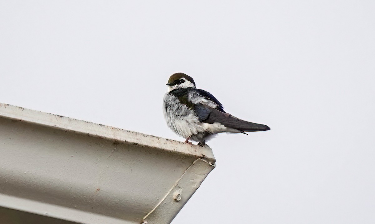 Violet-green Swallow - Pam Vercellone-Smith