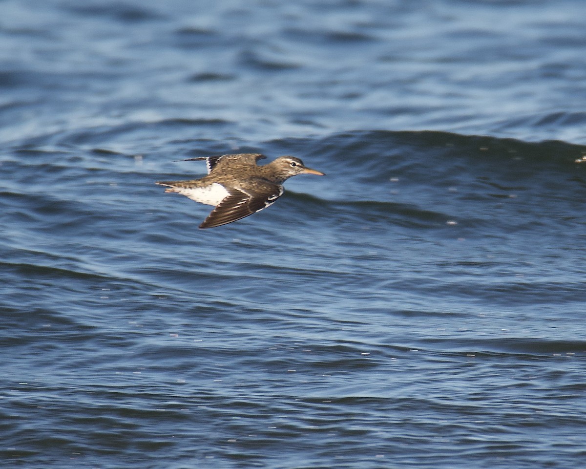 Spotted Sandpiper - ML619513663