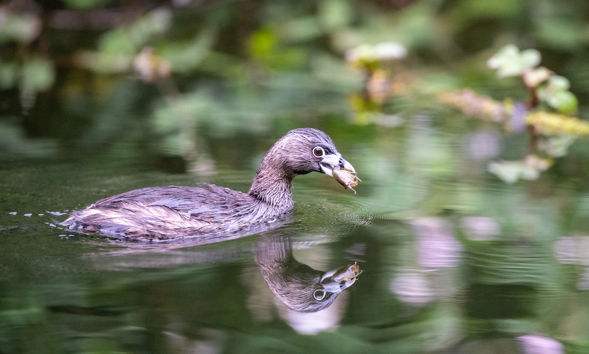 Pied-billed Grebe - francesca pastine