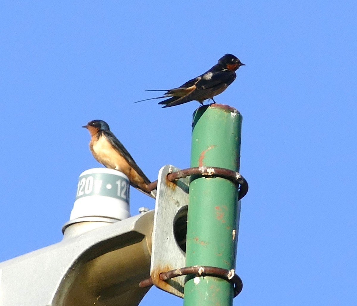 Barn Swallow - Diane Stinson