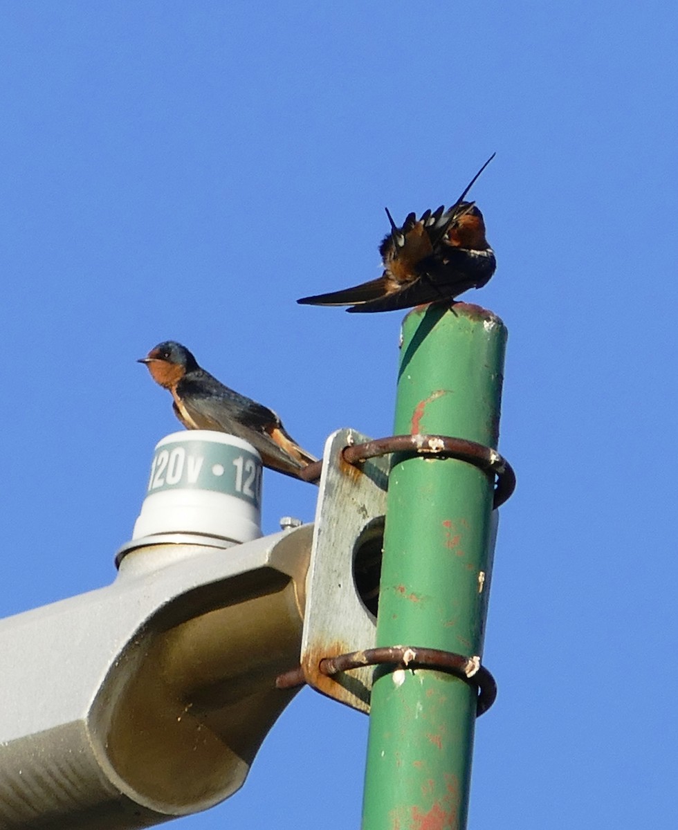 Barn Swallow - Diane Stinson