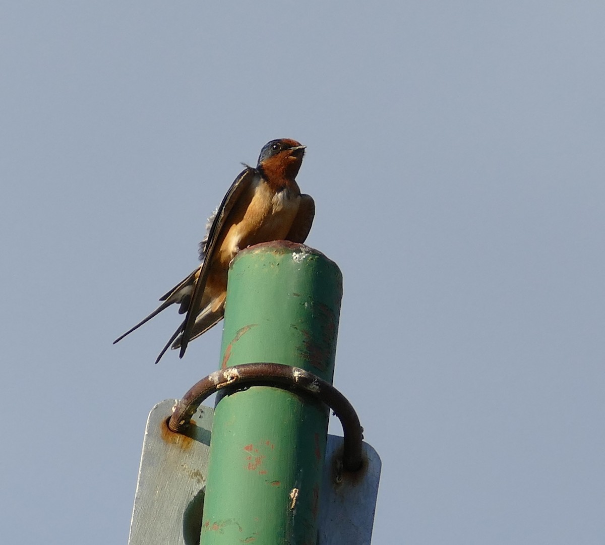 Barn Swallow - Diane Stinson