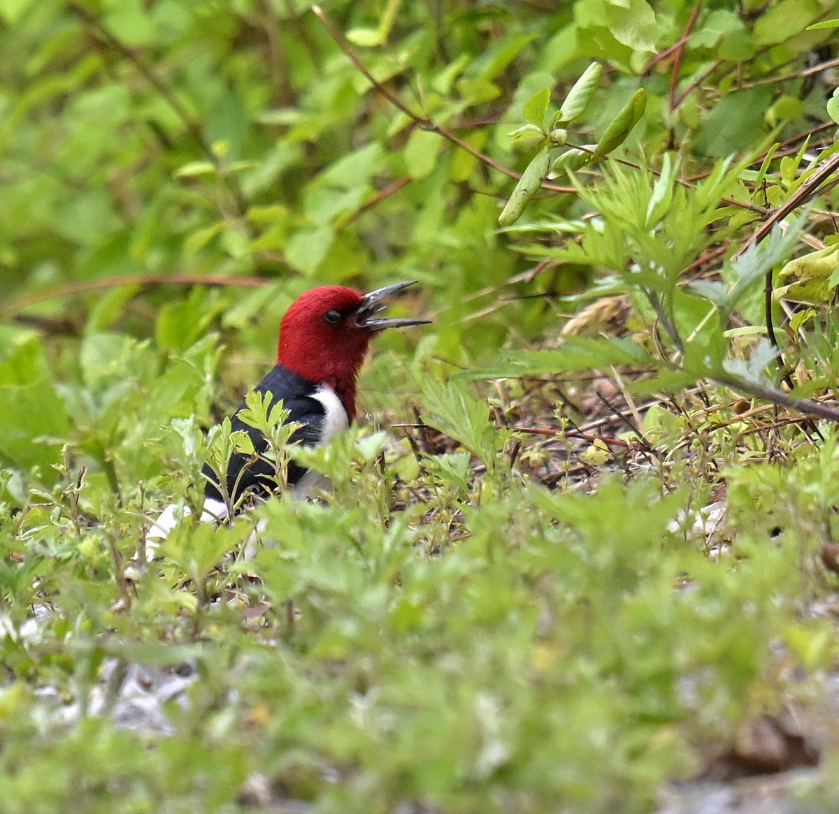 Red-headed Woodpecker - Eric Titcomb