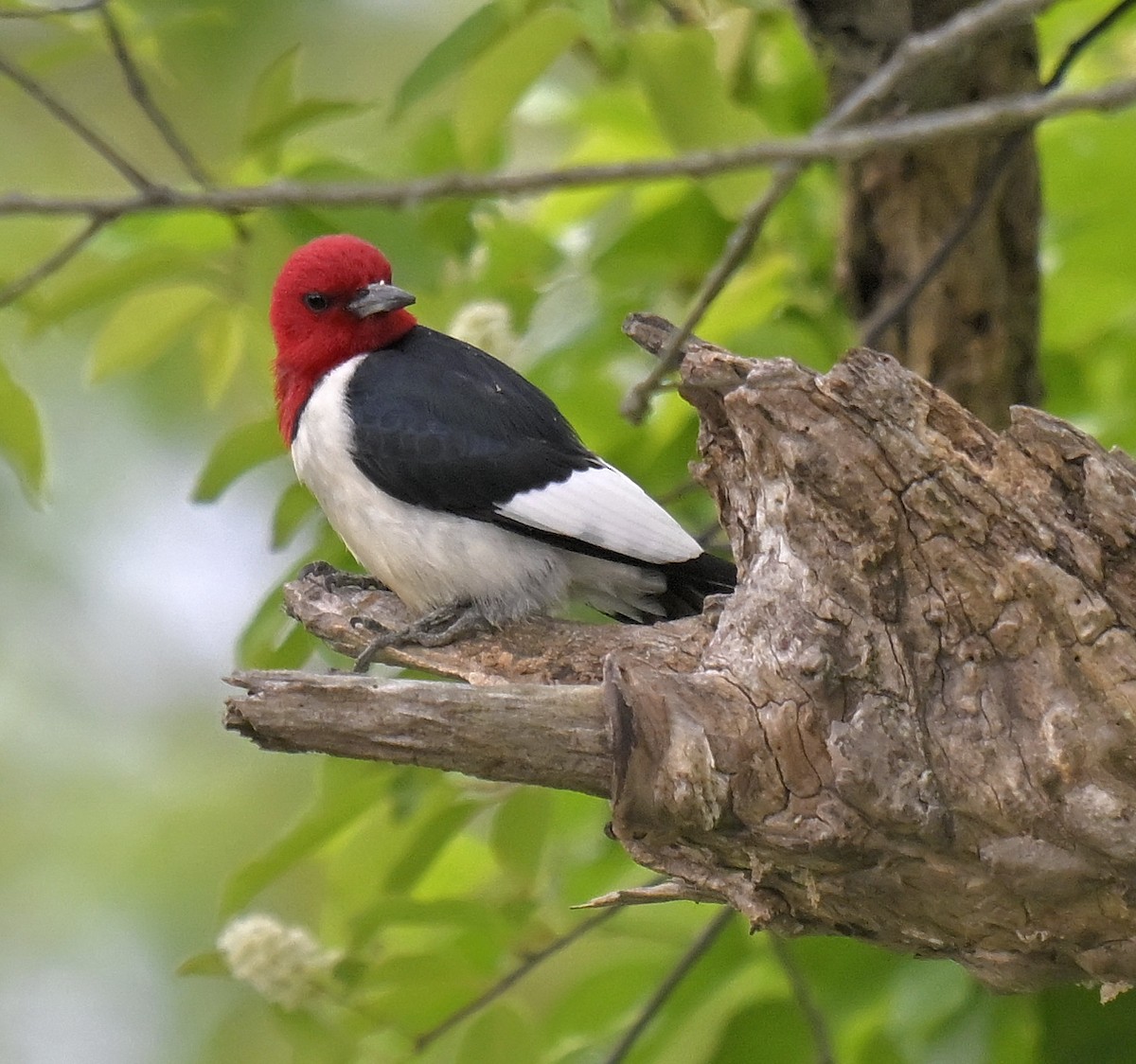 Red-headed Woodpecker - Eric Titcomb