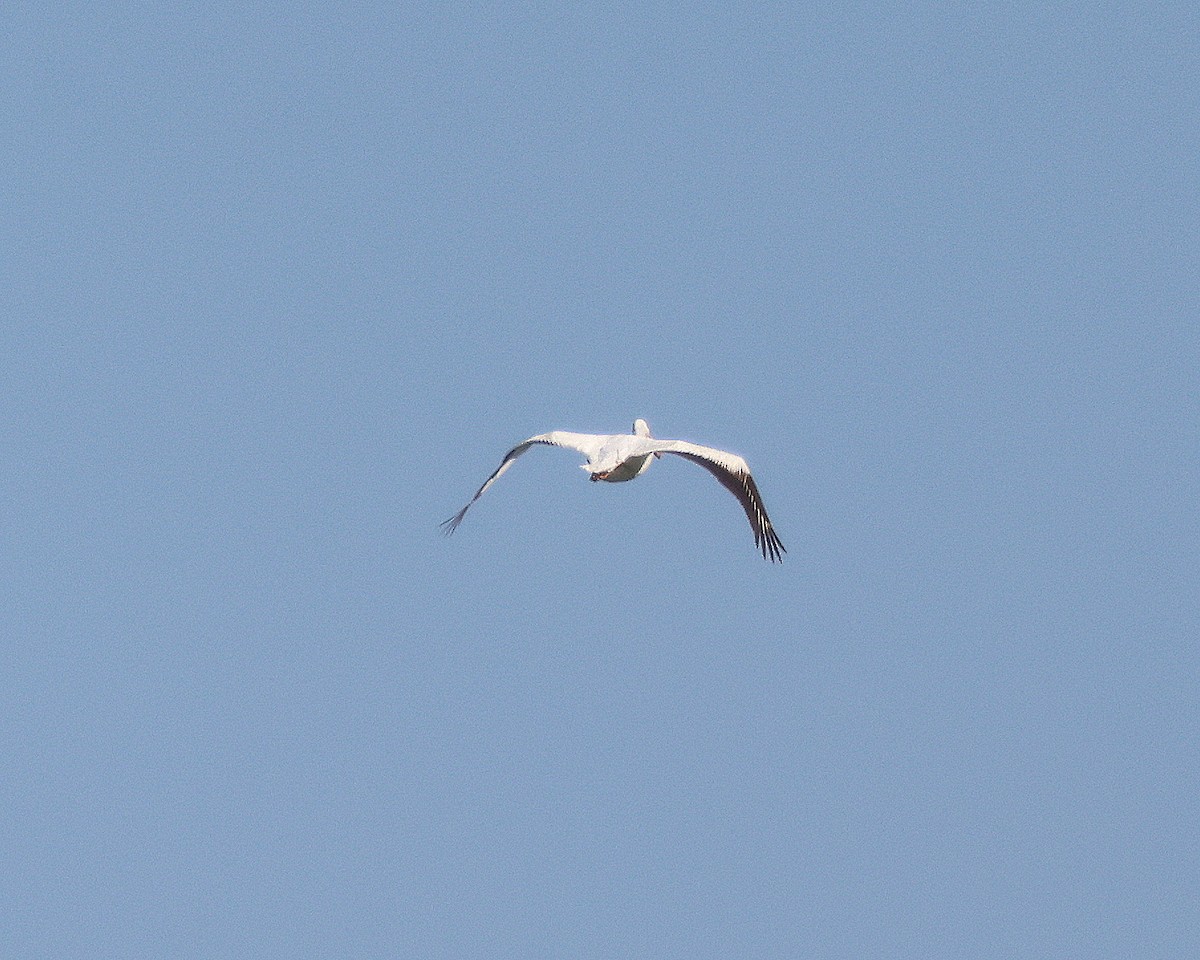 American White Pelican - ML619513688