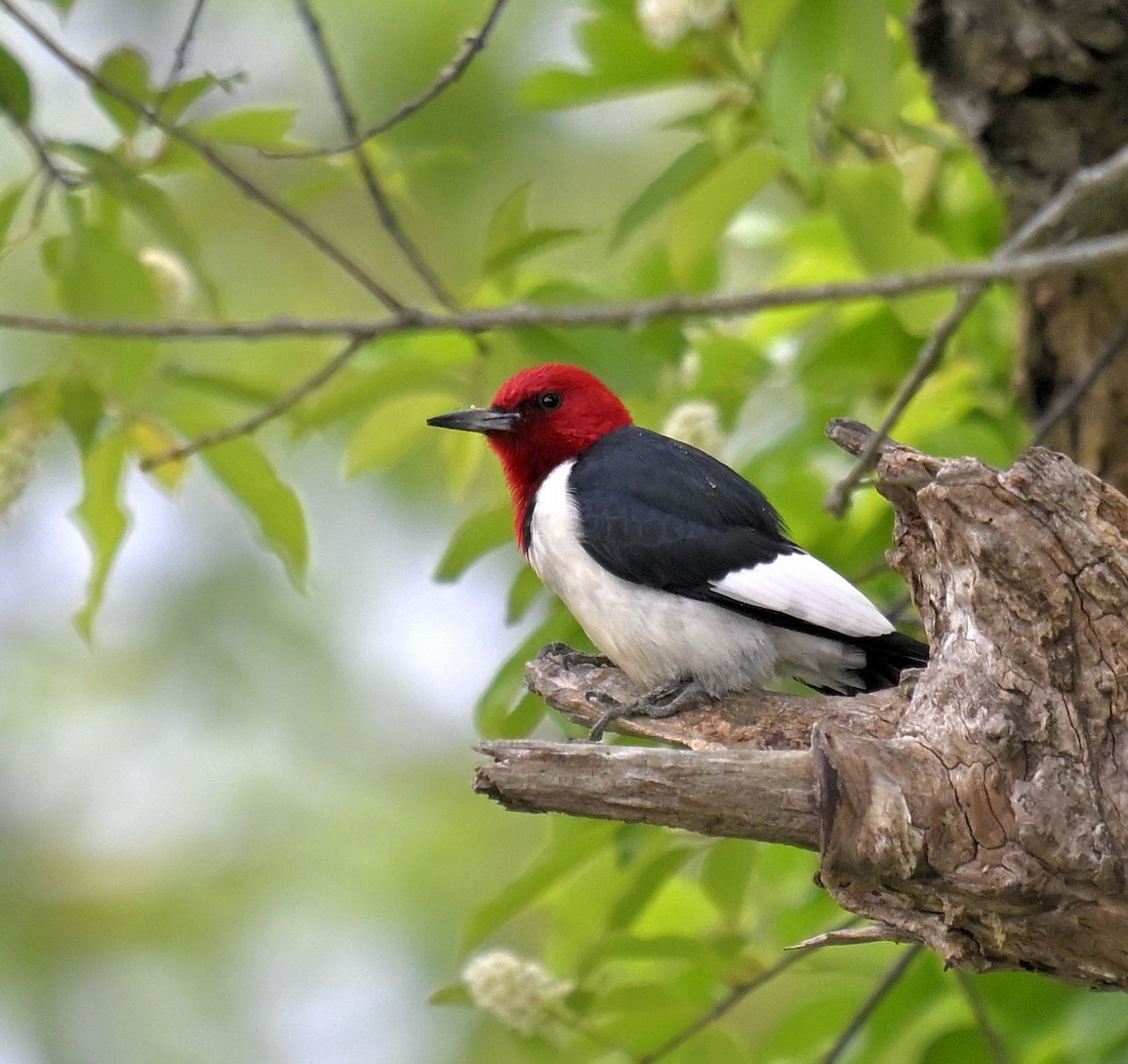 Red-headed Woodpecker - Eric Titcomb