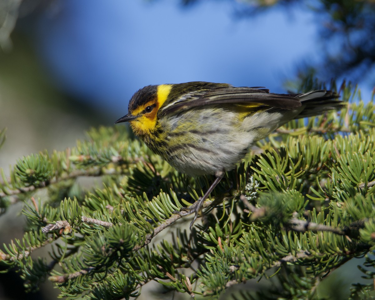 Cape May Warbler - Larry Waddell