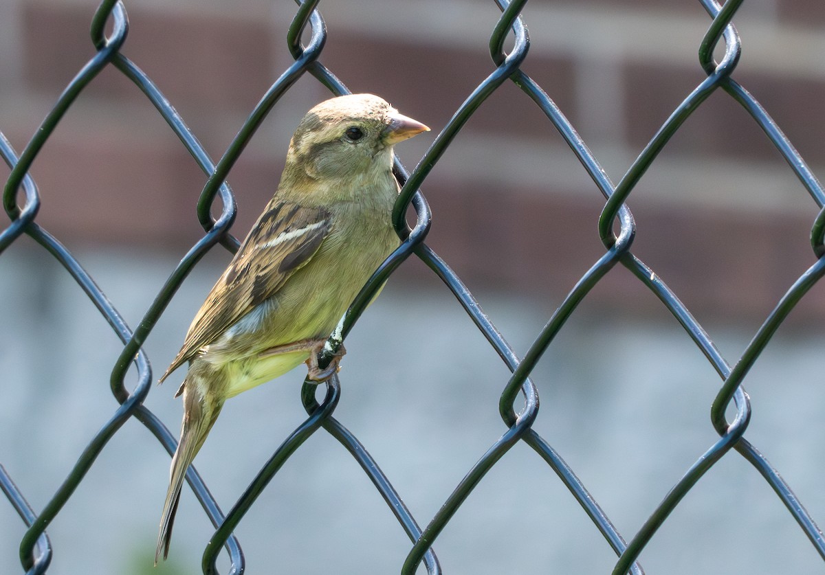 House Sparrow - Chad Berry