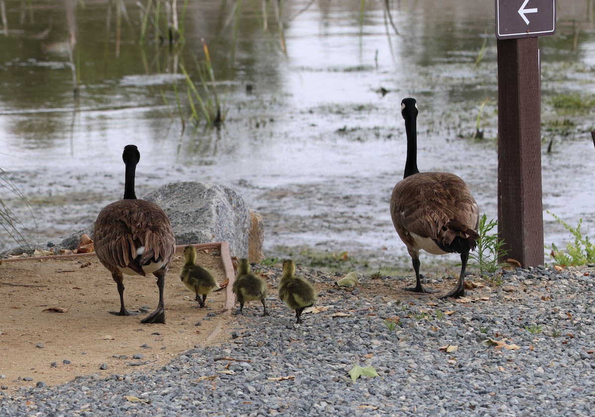 Canada Goose - Diane Etchison