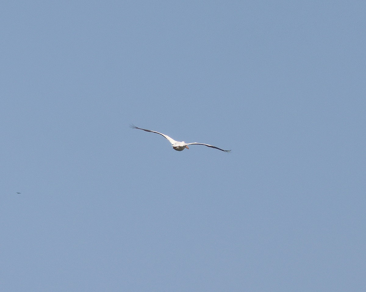 American White Pelican - ML619513698