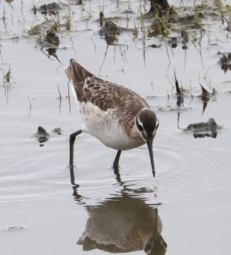 Wilson's Phalarope - Diane Etchison