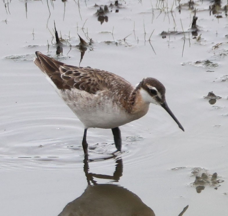 Wilson's Phalarope - Diane Etchison