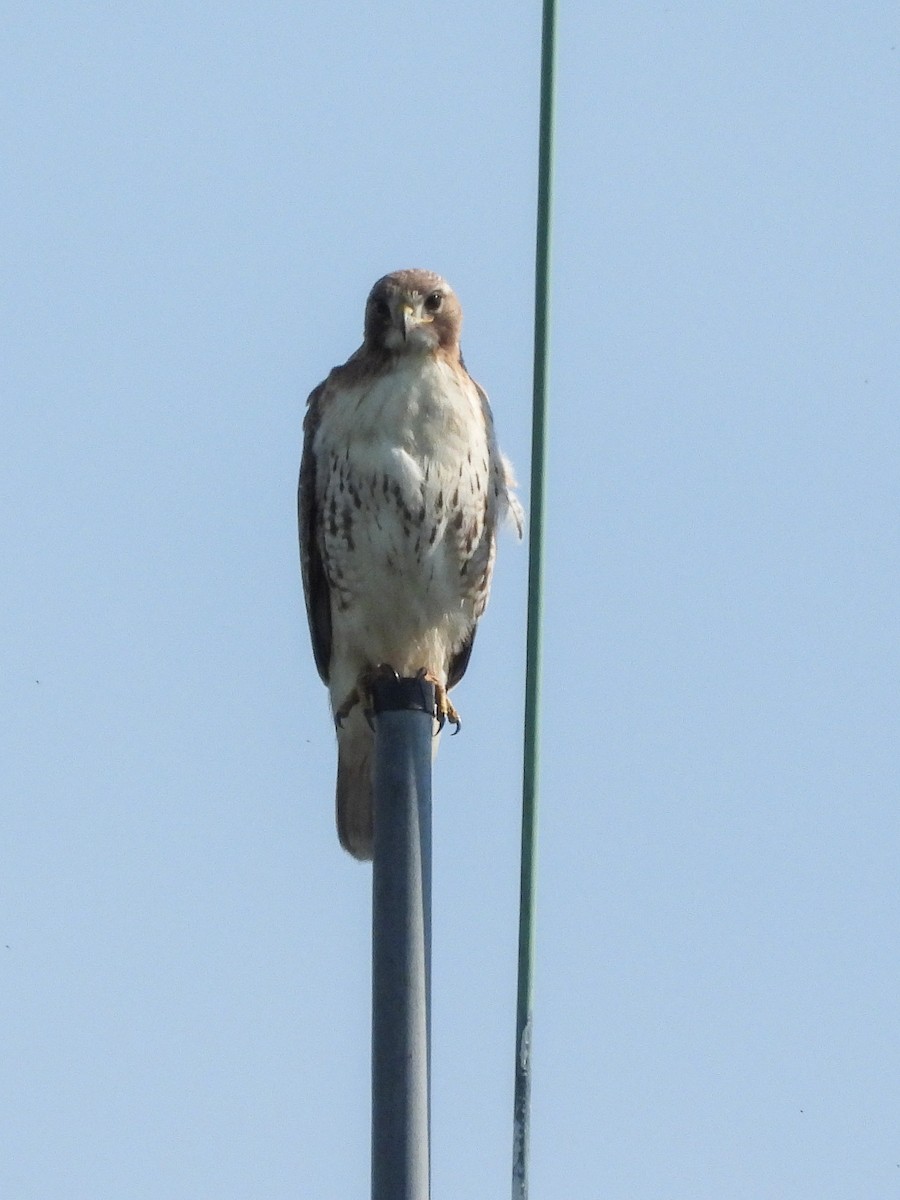 Red-tailed Hawk - Ellen Star