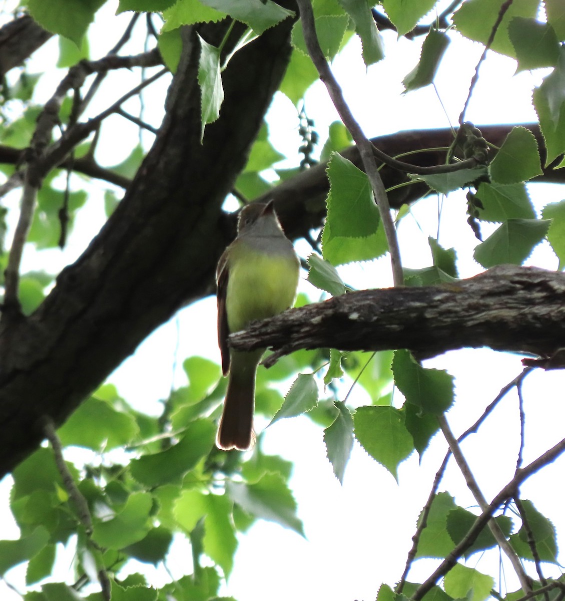 Great Crested Flycatcher - Paula Perdoni