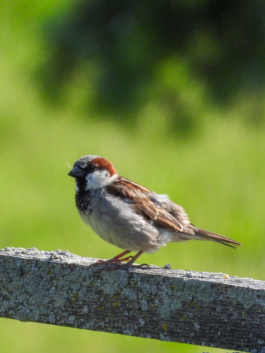 House Sparrow - Ellen Star