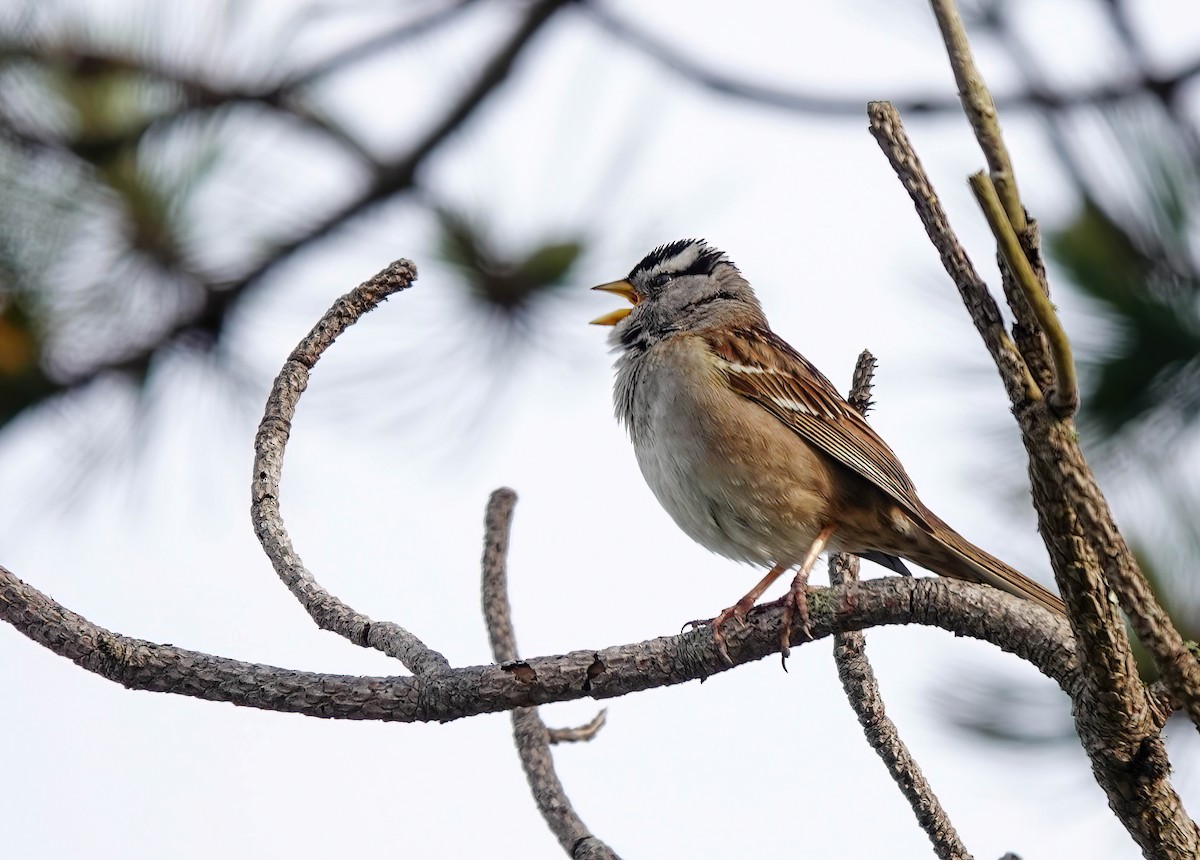 White-crowned Sparrow - Pam Vercellone-Smith