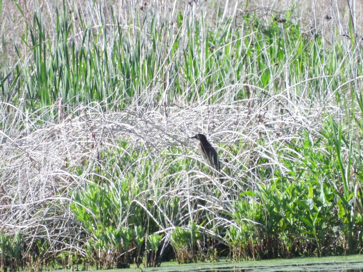 American Bittern - Marcie  Jacklin