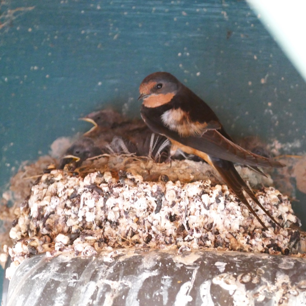 Barn Swallow - Diane Stinson