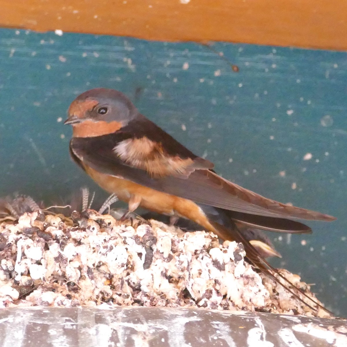 Barn Swallow - ML619513733