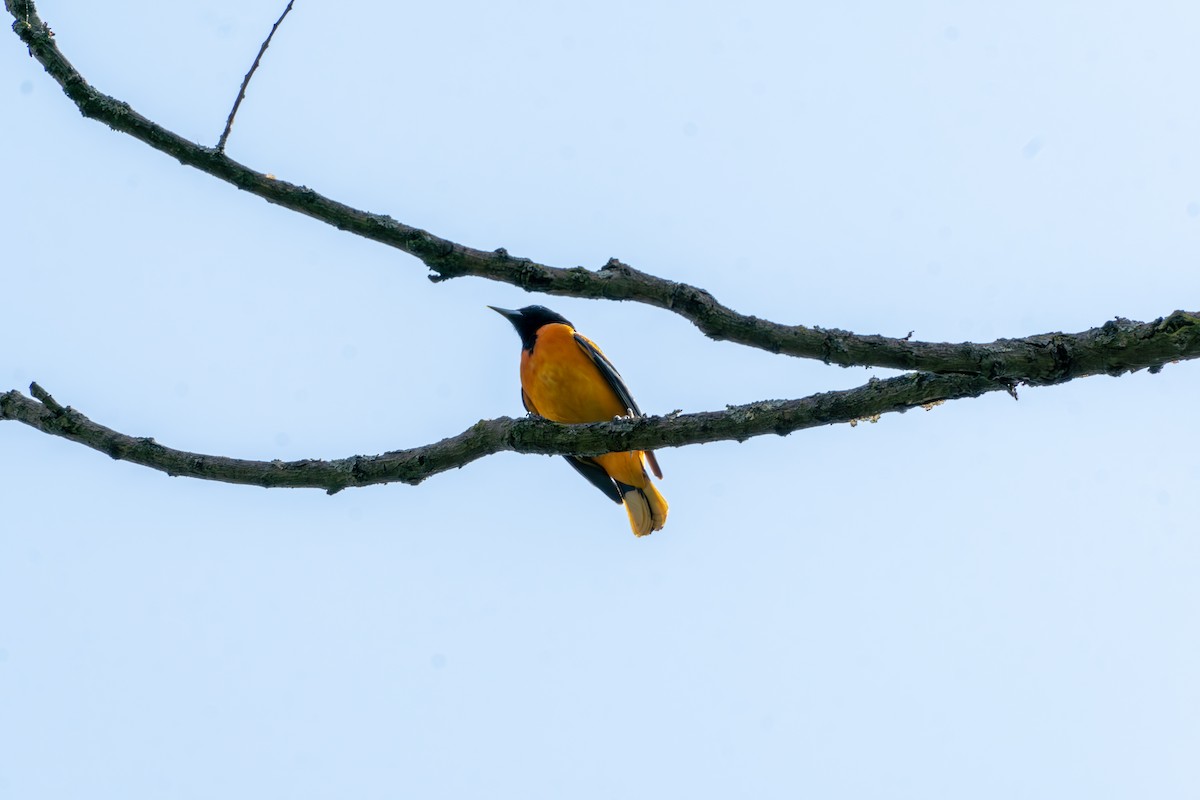 Baltimore Oriole - Chad Berry