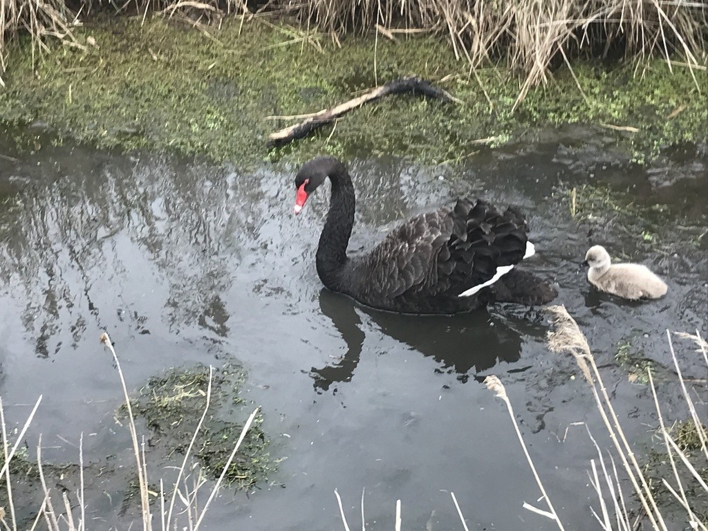 Black Swan - Lucas Murphy