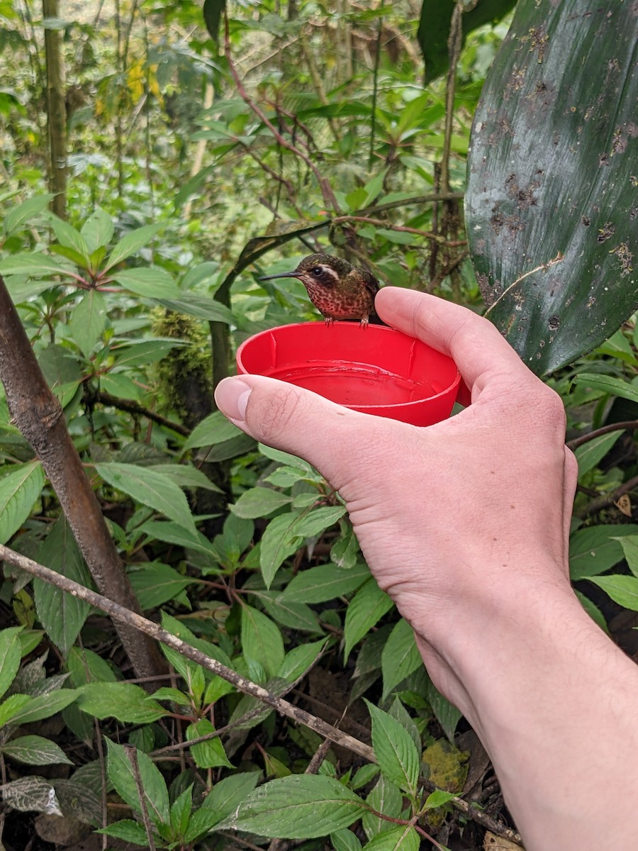 Speckled Hummingbird - Reder Daughenbaugh