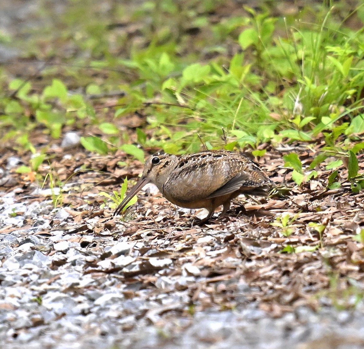 American Woodcock - Eric Titcomb